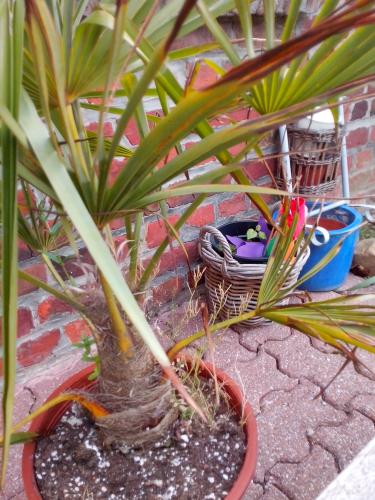 Photo prise avec le Bs 471 / Alcatel One Touch Idol